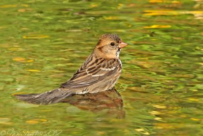 Harris's Sparrow bathing.jpg