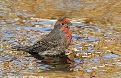 House Finch bathing.jpg