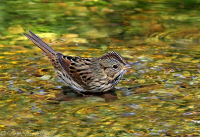 Lincoln's Sparrow bathing.jpg