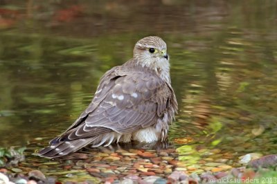 Merlin bathing.jpg