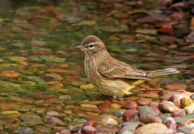 Palm Warbler bathing.jpg