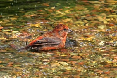 Red Crossbill bathing.jpg