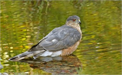 Sharp-shinned Hawk2.jpg
