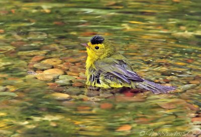 Wilson's Warbler1.jpg