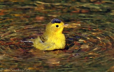 Wilson's Warbler2.jpg