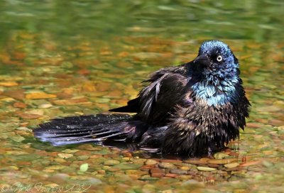 Common Grackle1.jpg