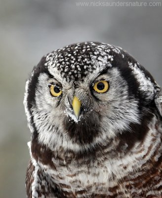Northern Hawk Owl1
