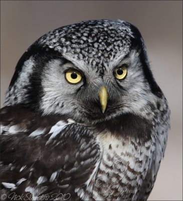 Northern Hawk Owl3