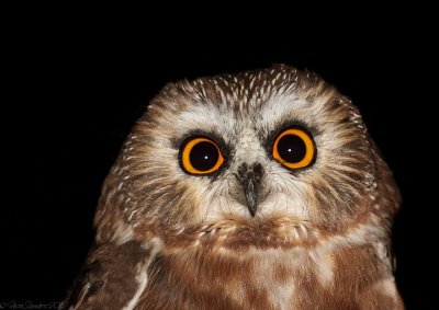 Northern Saw-whet Owl