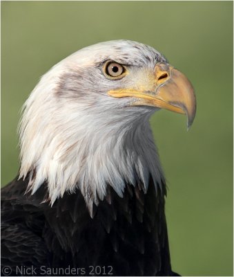 Bald Eagle