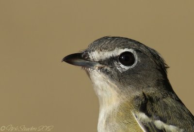 Blue-headed Vireo