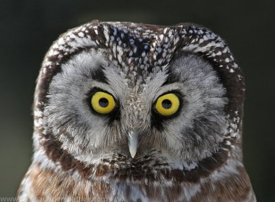 Boreal Owl1