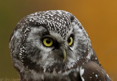 Boreal Owl2