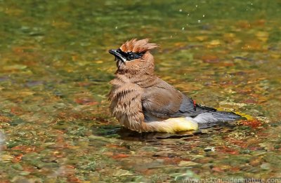 Cedar Waxwing bathing