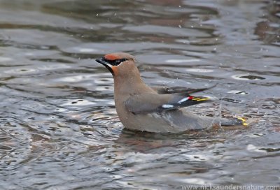 Bohemian Waxwing bathing