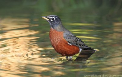 American Robin