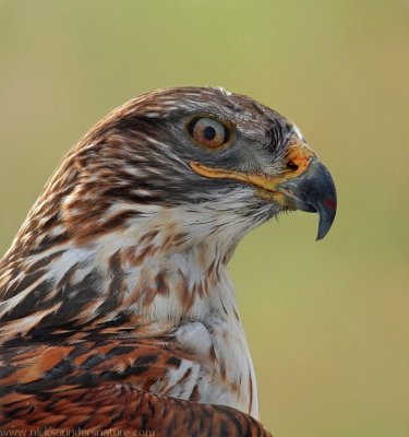 Ferruginous Hawk 2