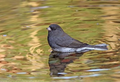 Slate-colored Junco