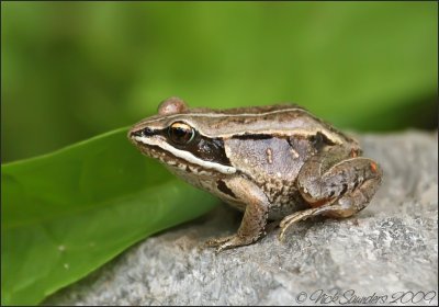 Wood Frog