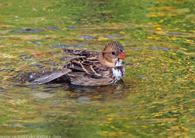 Harris's Sparrow