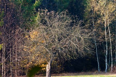 Apple Tree