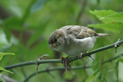 Happy Sparrow