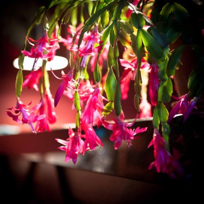 Carnival flower
