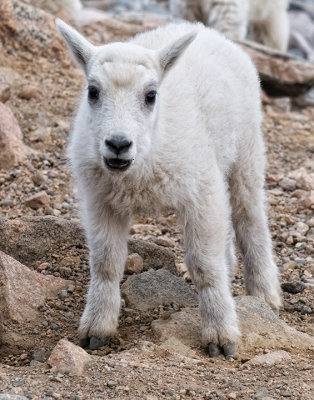 baby mountain goat