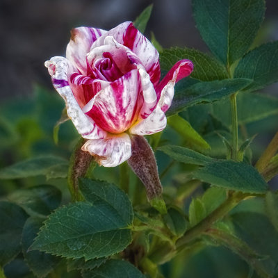 miniature rosebud