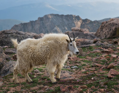 mountain goat atop mount evans