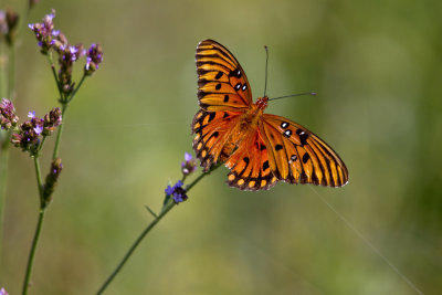  Gulf Fritillary Butterfly