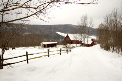 Maple Grove Farm 