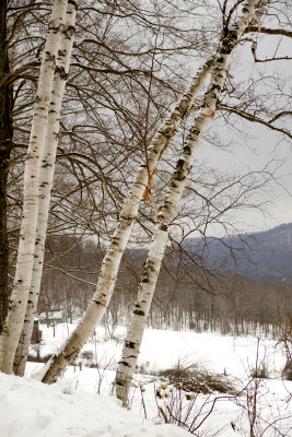 White Birch in the Snow