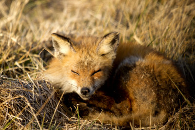 Sleepy Fox