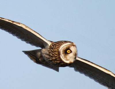 Short Eared Owla-Jim Basinger.jpg