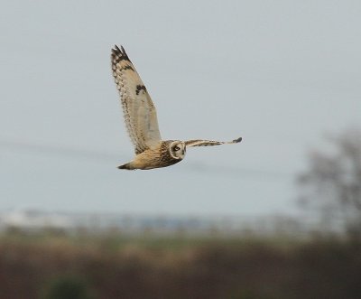IMG_8986.jpg