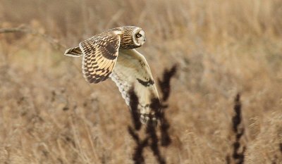 IMG_9036.jpg