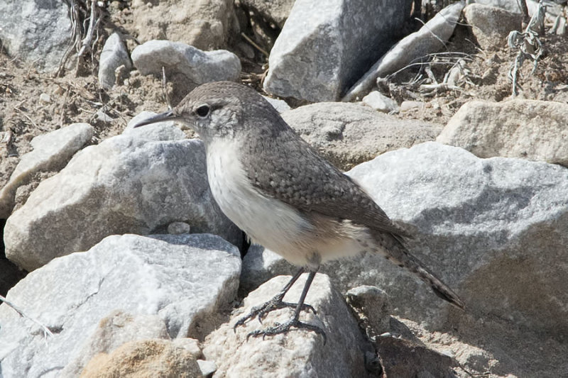 Rock Wren.jpg