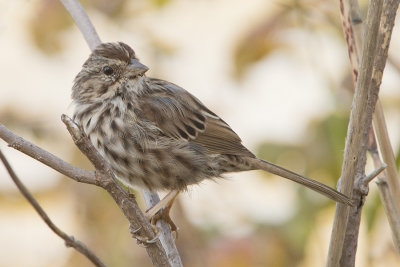 Song Sparrow.jpg