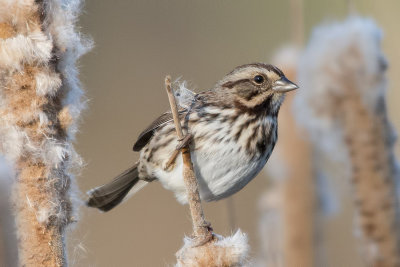 Sparrow and cattails.jpg