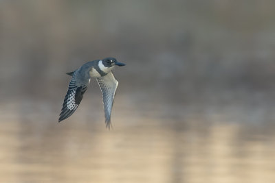Belted Kingfisher.jpg
