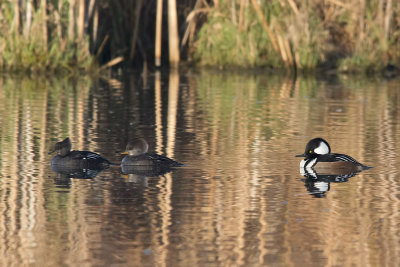 Hooded Mergansers.jpg