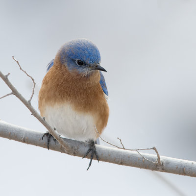 Eastern Bluebird.jpg