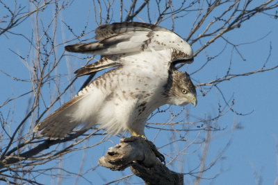Young red-tail2.jpg