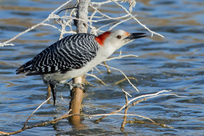Red-bellied.jpg