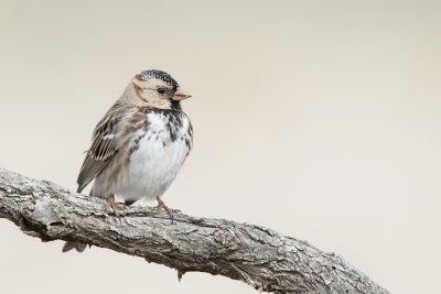Harris's Sparrow.jpg