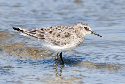 Baird's Sandpiper.jpg
