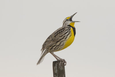 Eastern Meadowlark.jpg