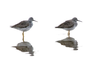 Lesser Yellowlegs.jpg