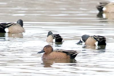 Hybrid cinnamon/blue-winged teal.jpg